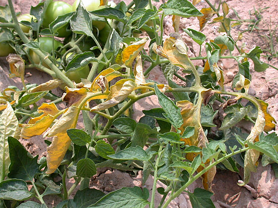 basal_rot_fusarium_oxysporum_tomato_koppert.jpg