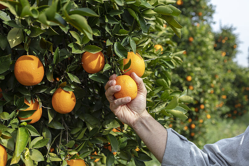 Close up Hand and Oranges in Orange Farm with Beautiful Sunshine